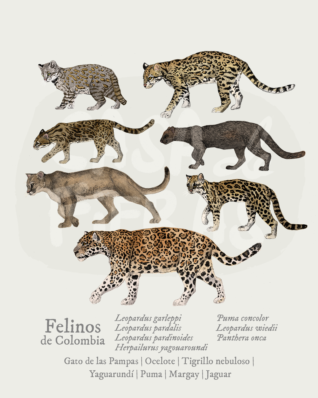 Camiseta Felinos de Colombia