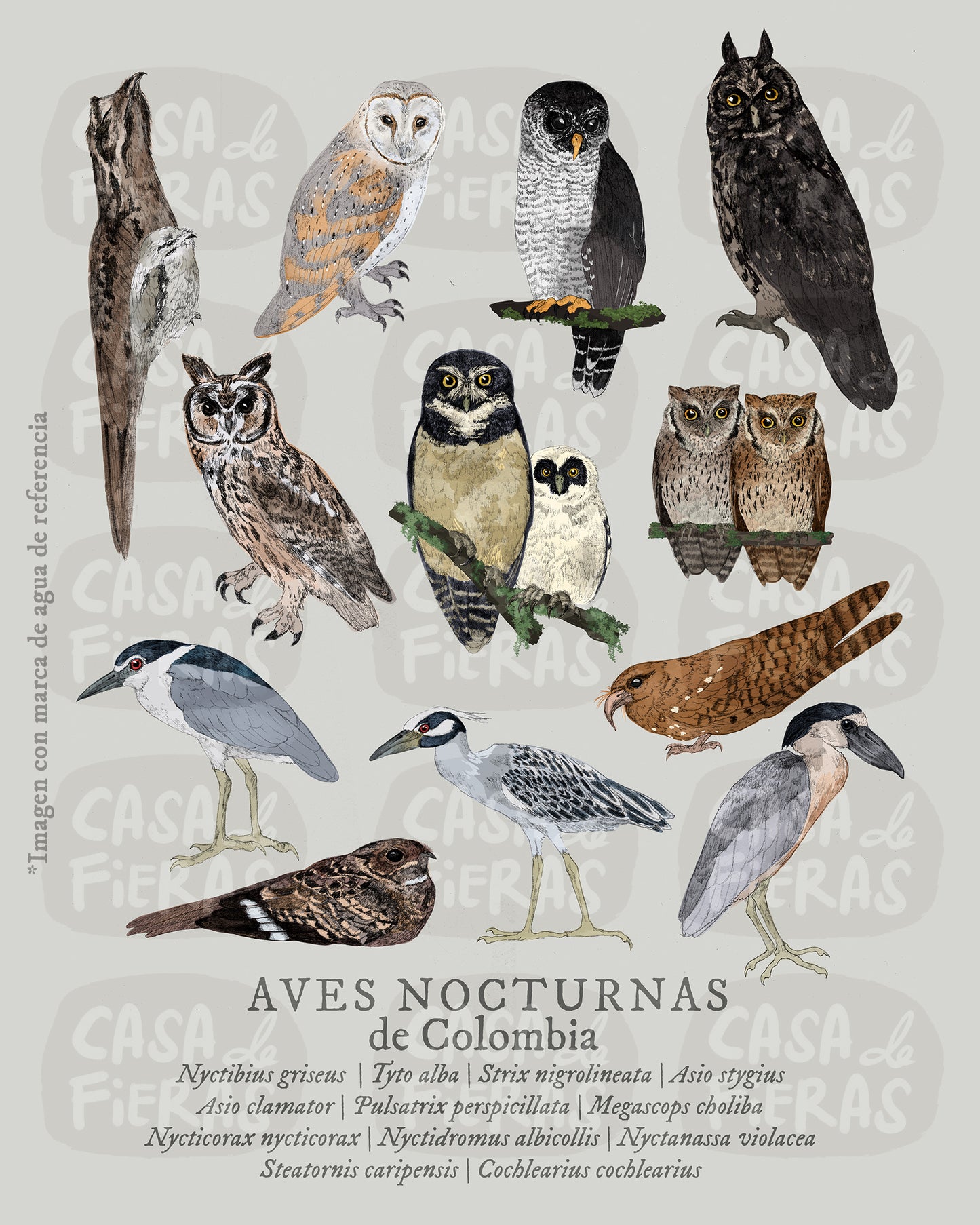 Hoodie Aves nocturnas de Colombia