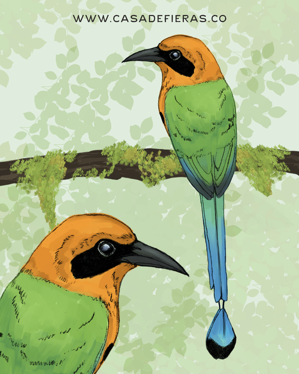 Barranquero Pechicastaño