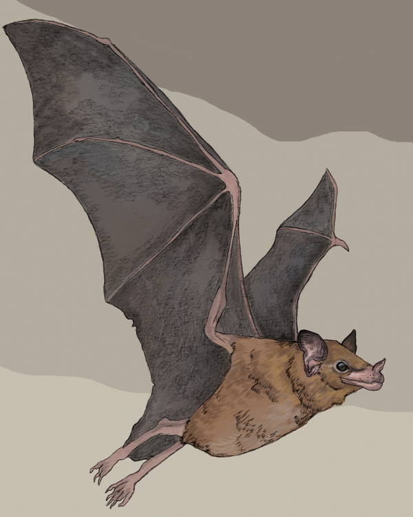 Murciélago magueyero del sur
