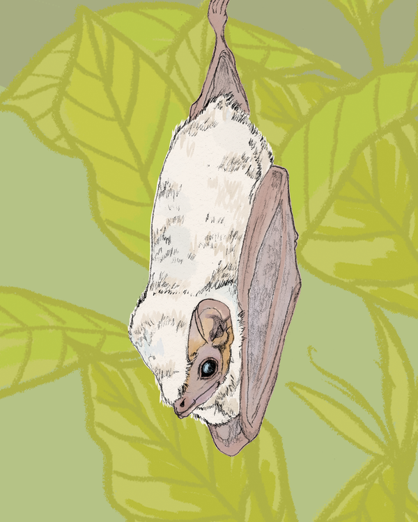 Murciélago fantasma blanco