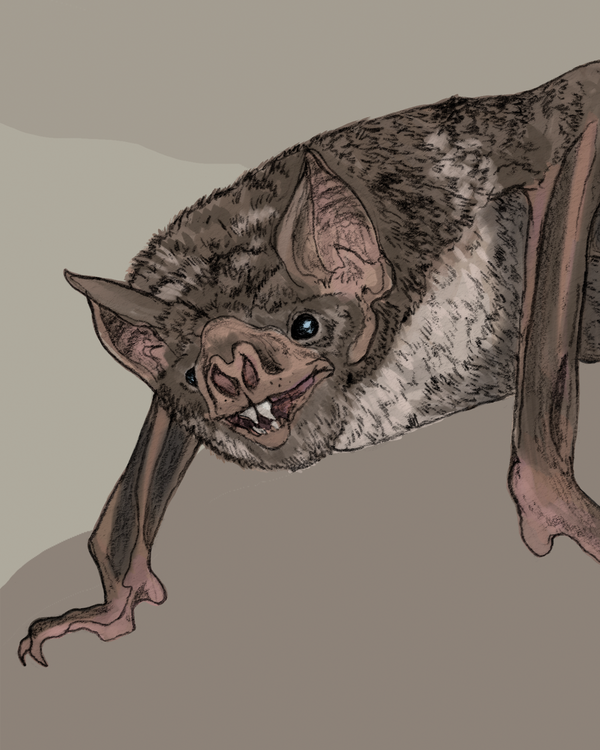 Vampiro común