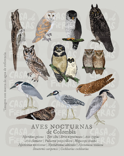 Hoodie Aves nocturnas de Colombia