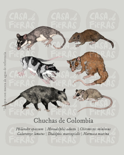 Camiseta Chuchas de Colombia