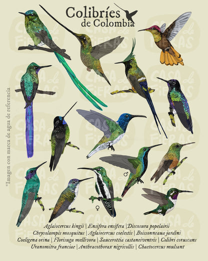 Hoodie Colibríes de Colombia