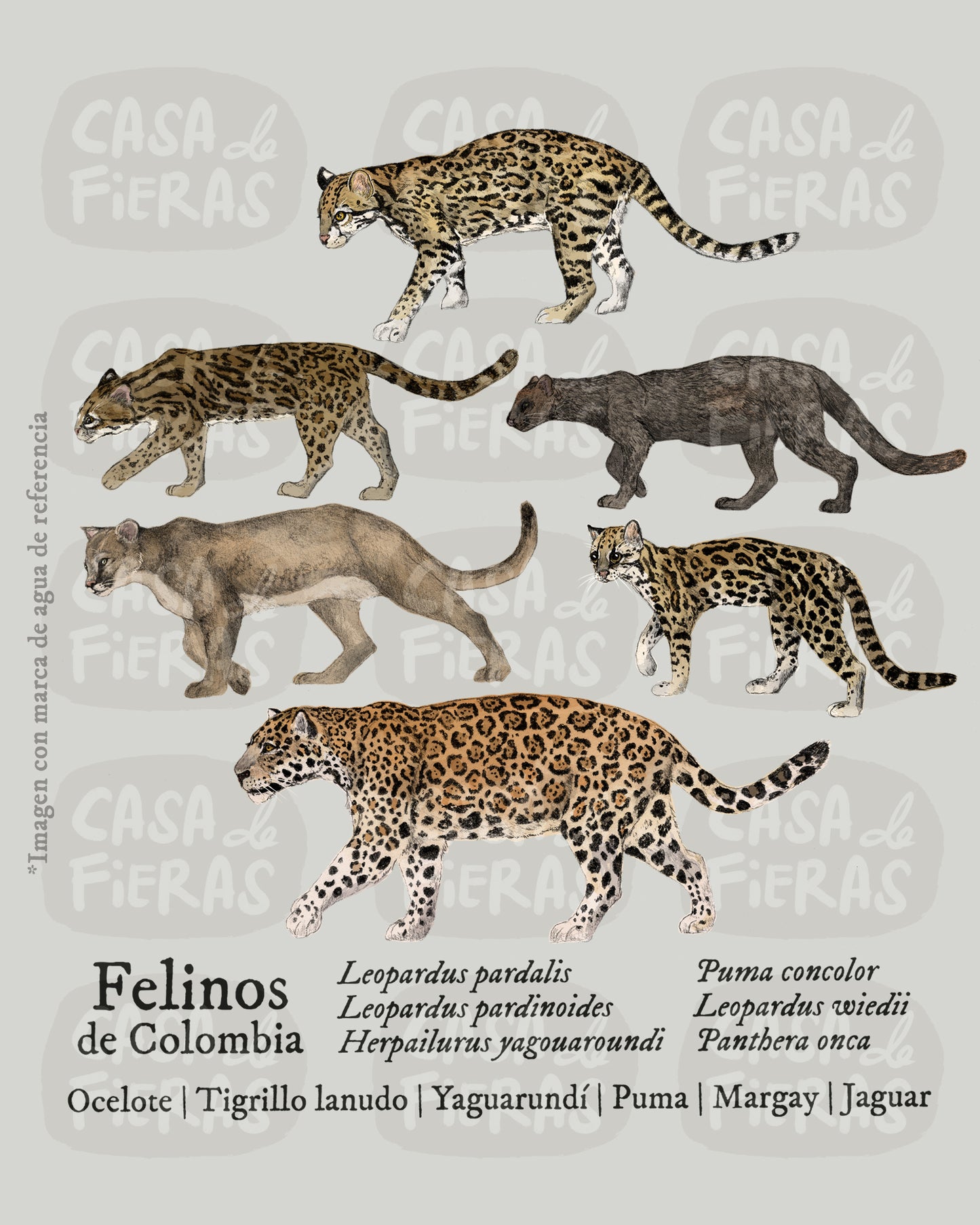 Camiseta Felinos de Colombia