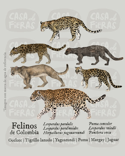 Camiseta Felinos de Colombia
